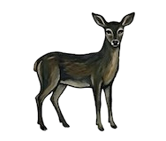 Pirosmani Deer